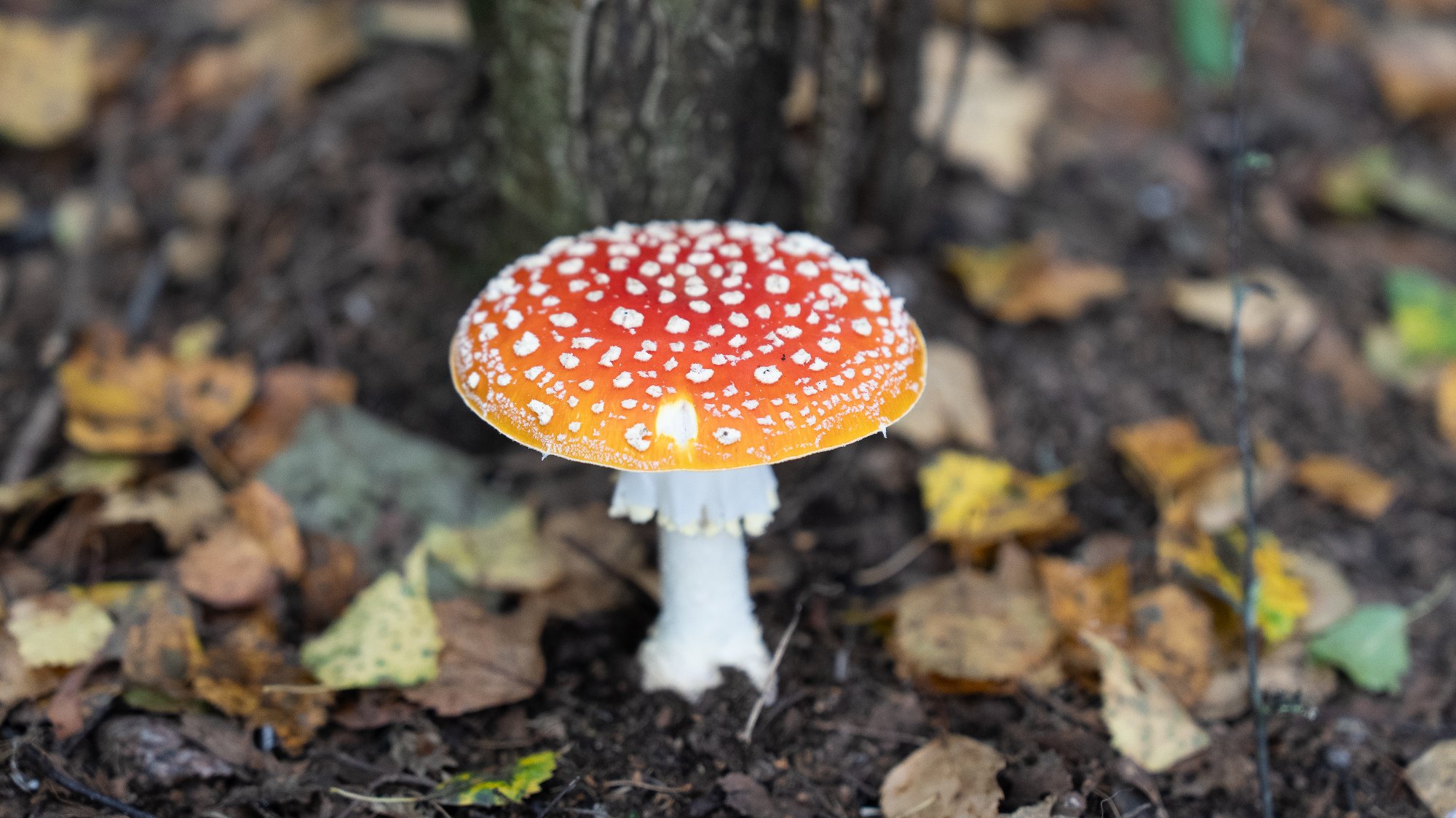 🍄 这是在芬兰森林里随处可见的毒蝇伞，也是“童话里的蘑菇”原型。红伞白点，漂亮得让人不敢靠近。照片没有调色，它天生就这样鲜艳——有毒，却迷人