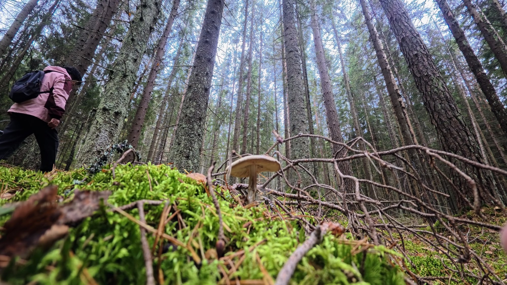 🌲 走进森林的第一天，脚下是柔软的苔藓，空气里带着潮湿的松木香。那时我还以为，可食用的蘑菇就在不远处等我