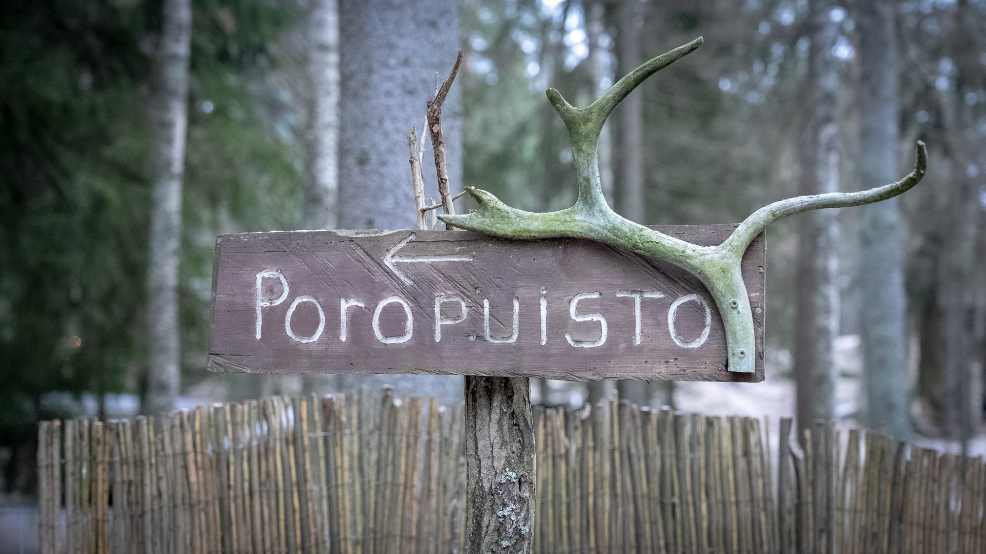 沿着森林小径走进来，就能看到这块写着“Poropuisto”（驯鹿园）的木牌，野趣十足。