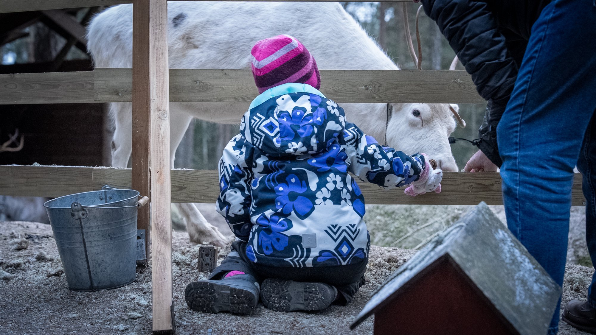 孩子蹲在围栏前，小心翼翼地把食物递给驯鹿